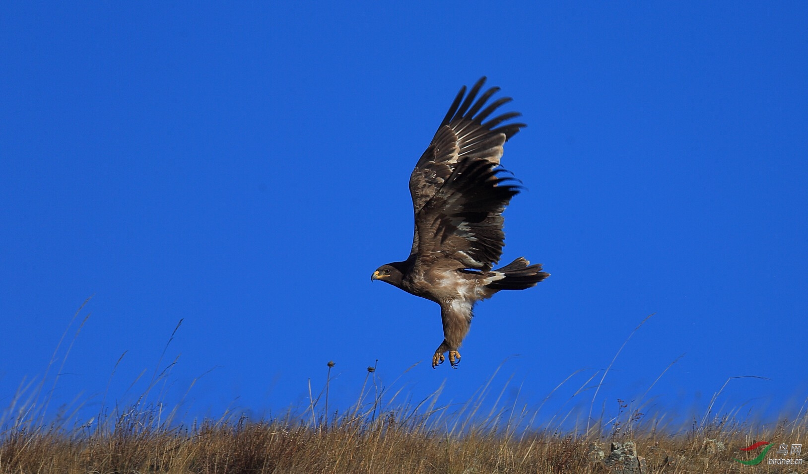 翱翔中的座山雕