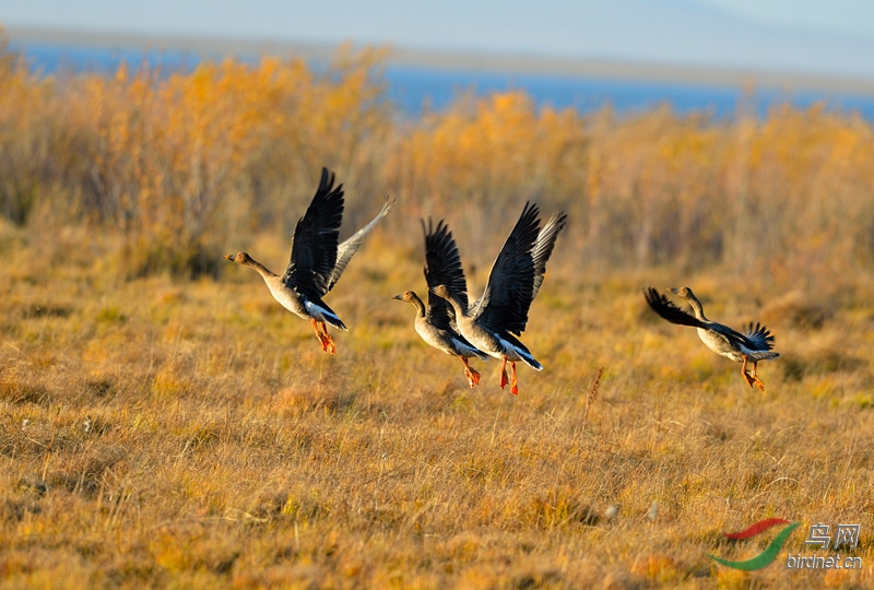 内蒙古岗岗湖之鸿雁