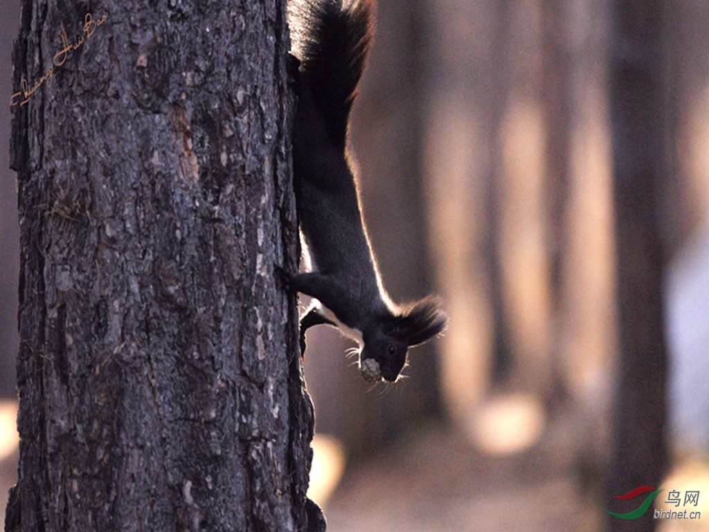 大兴安岭的灰鼠