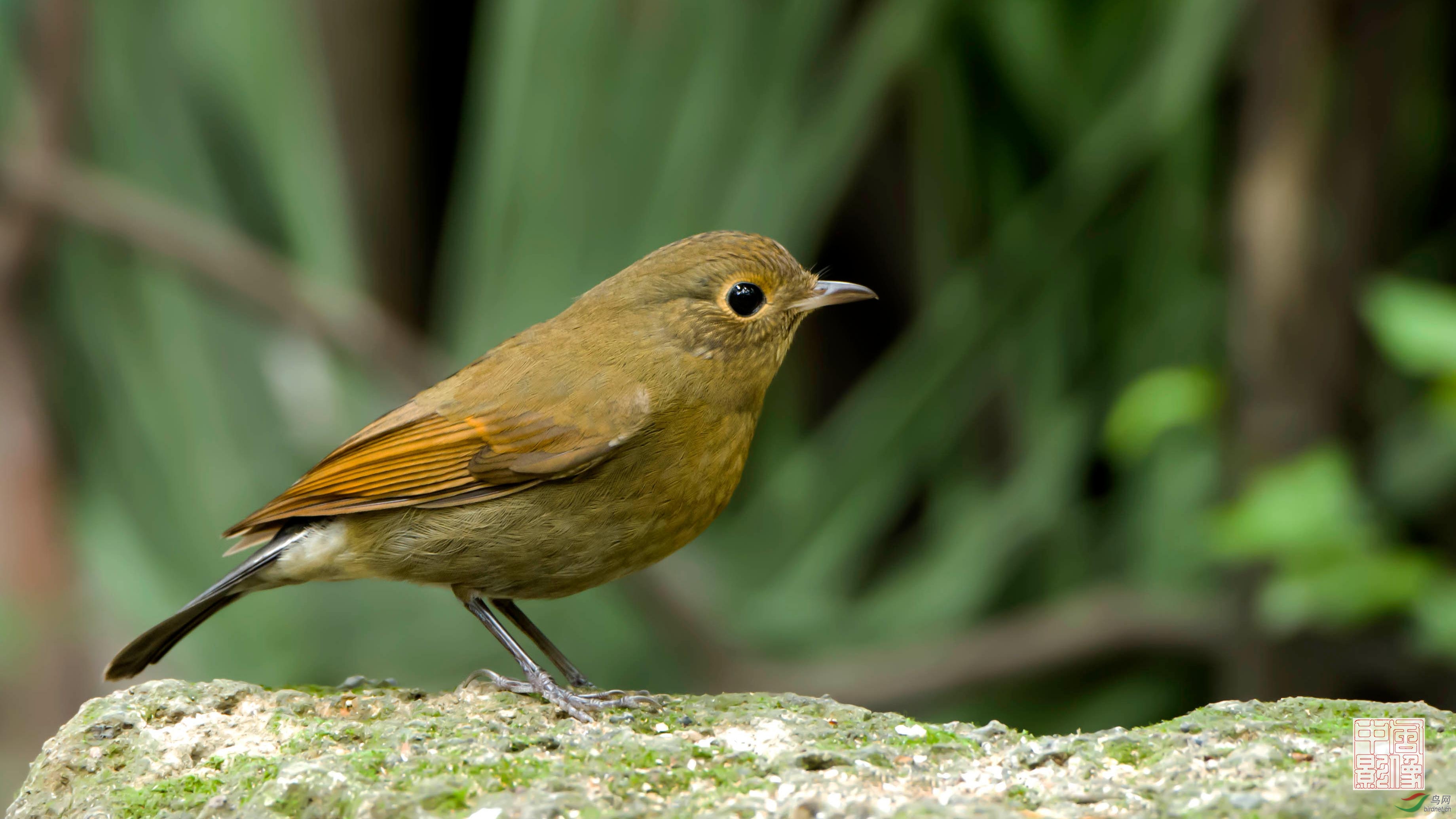 白尾蓝地鸲ggmm新周鸟运好