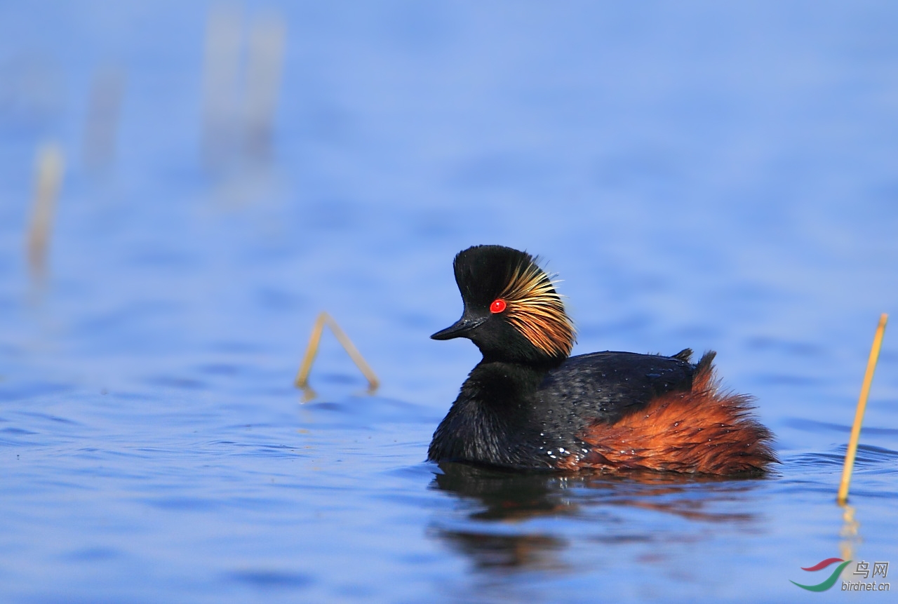 黑颈䴙䴘的繁殖羽和冬羽