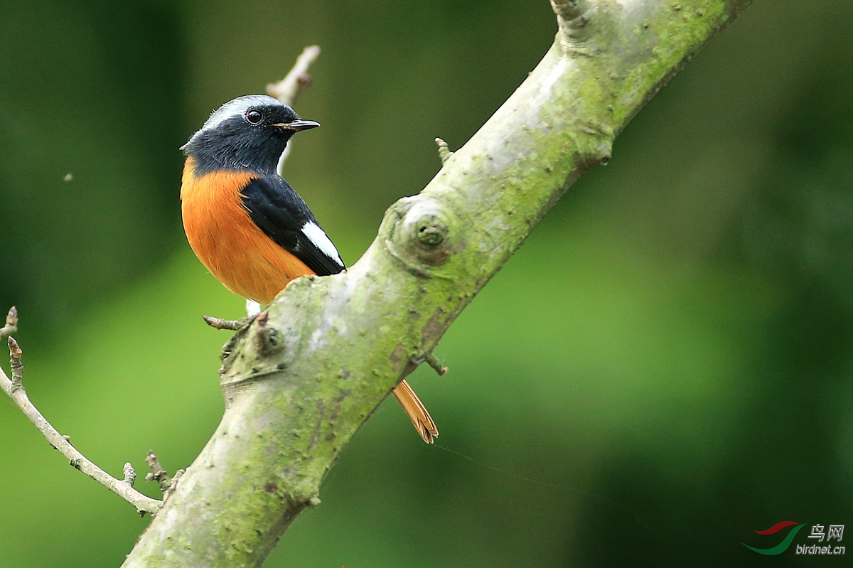 北红尾鸲 - 观鸟拍鸟之旅 鸟网