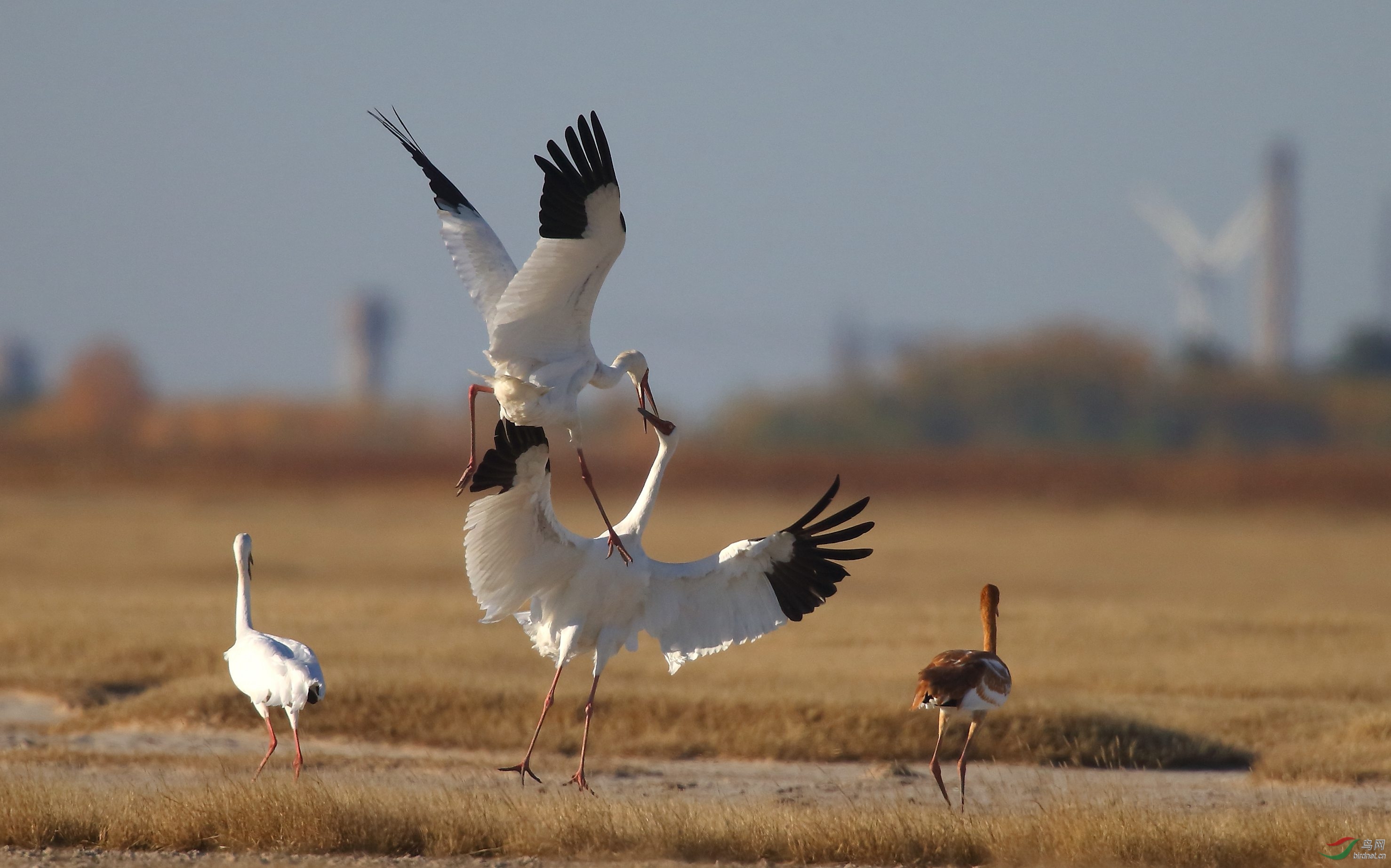 打斗中的白鹤(拍于莫莫格)
