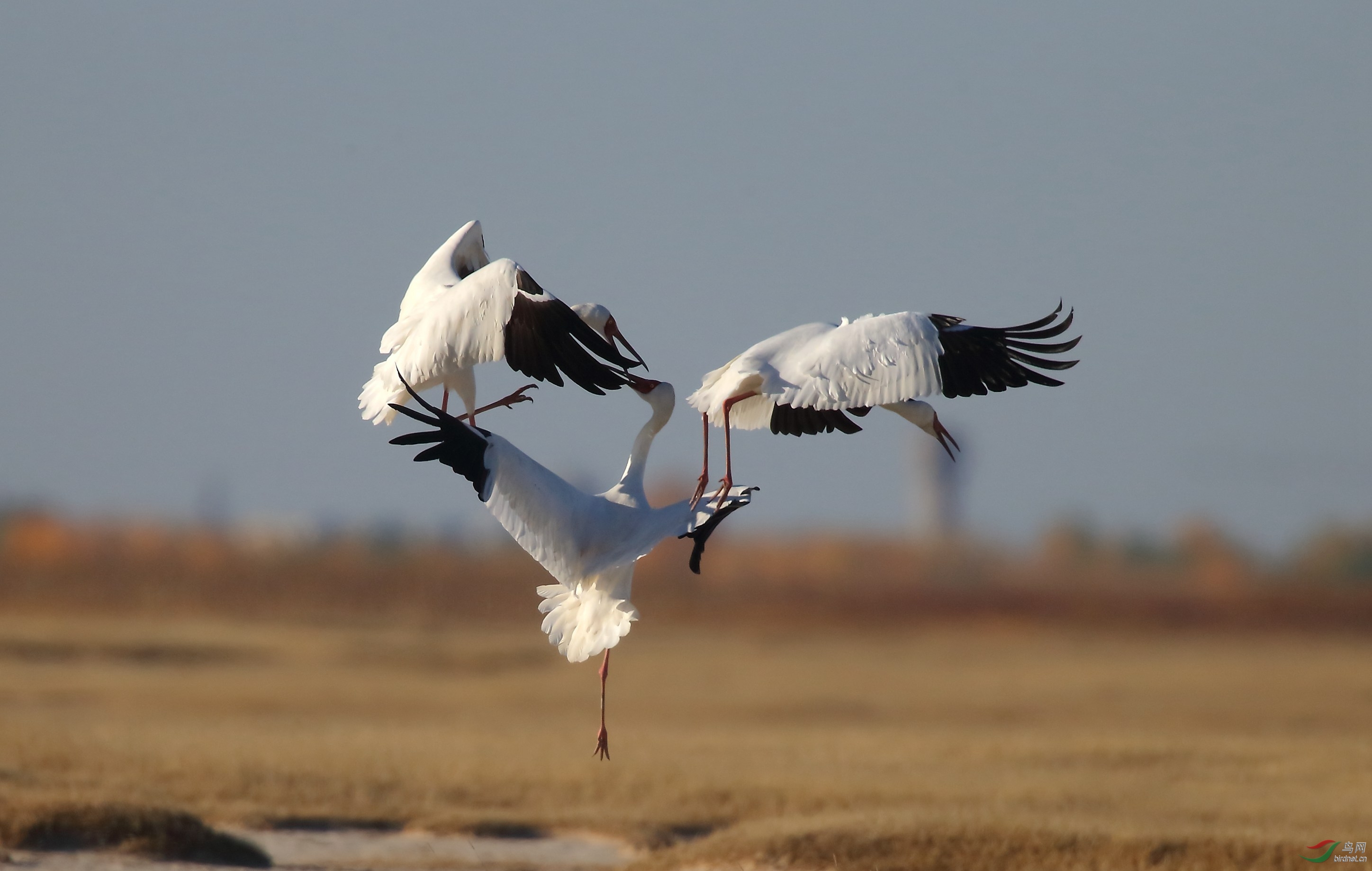 打斗中的白鹤(拍于莫莫格)