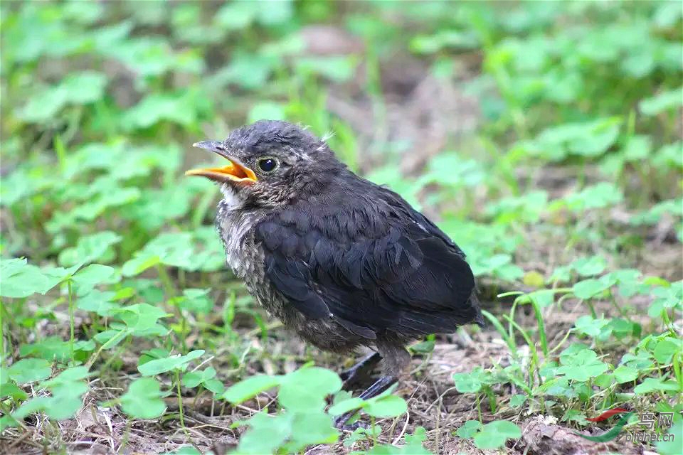 乌鸫宝宝的呐喊
