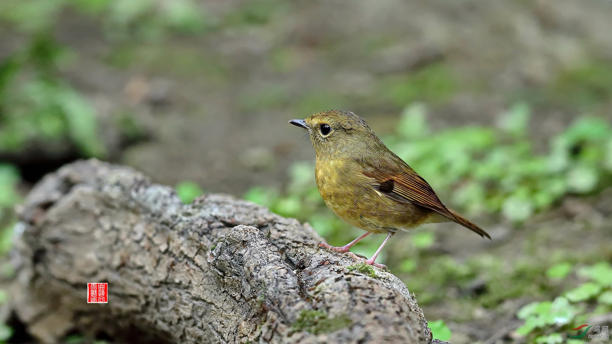 棕胸蓝姬鹟(雌) - 四川版 sichuan 鸟网