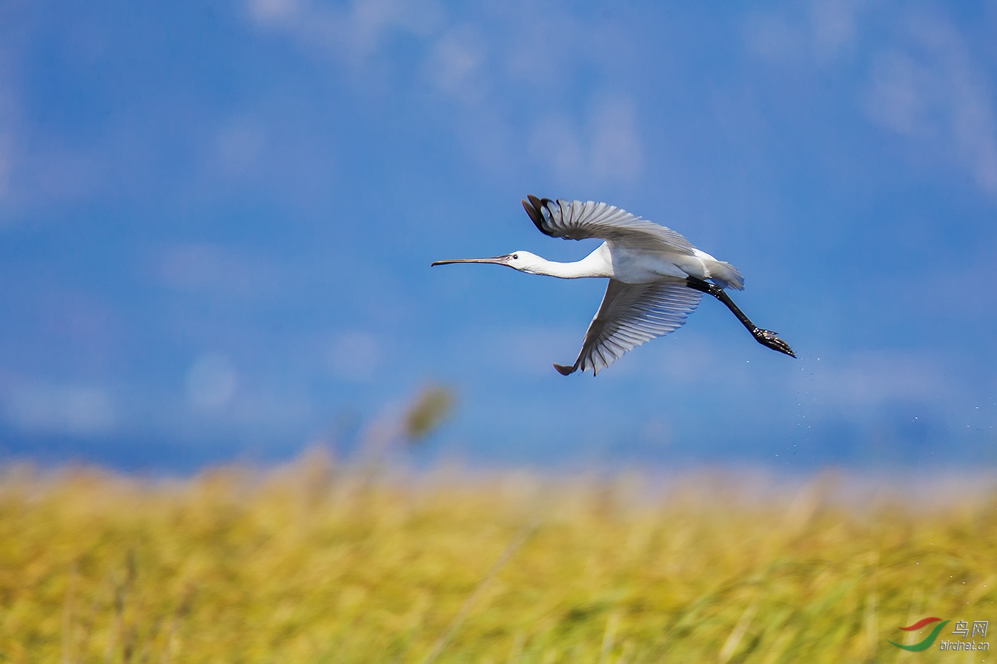 白琵鹭空中飞翔