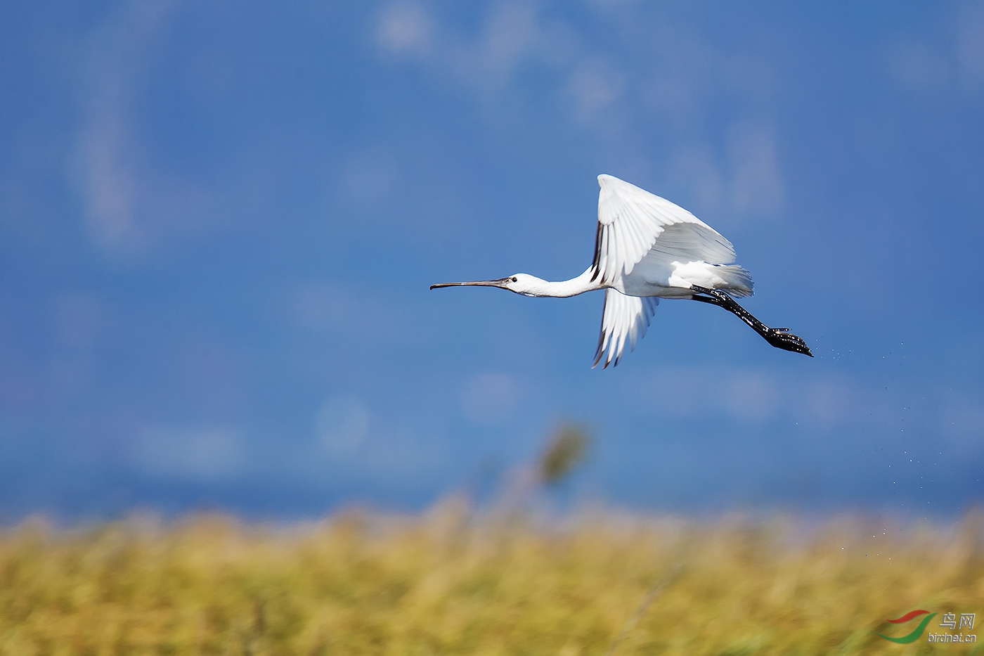 白琵鹭空中飞翔