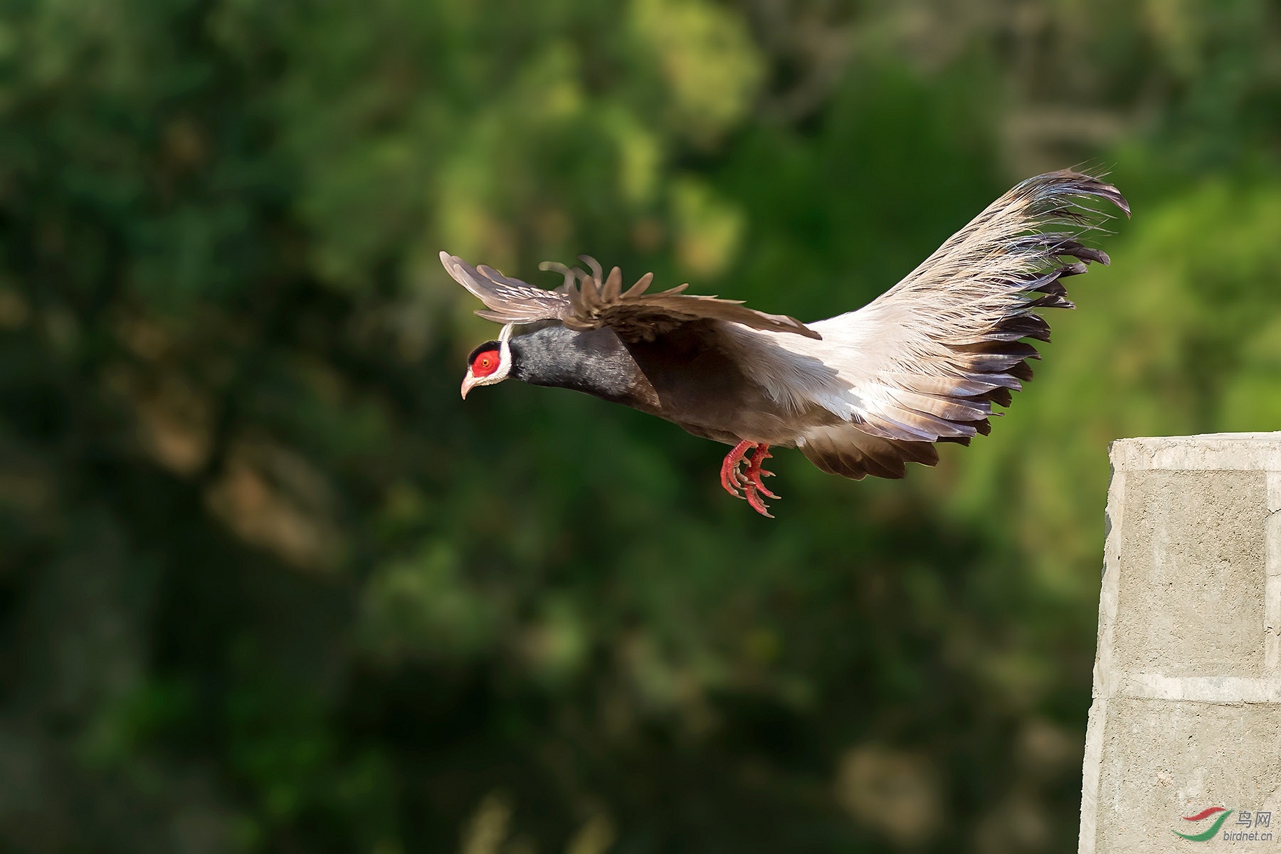 (褐马鸡)飞版褐马鸡(p4获鸟网首页精华)