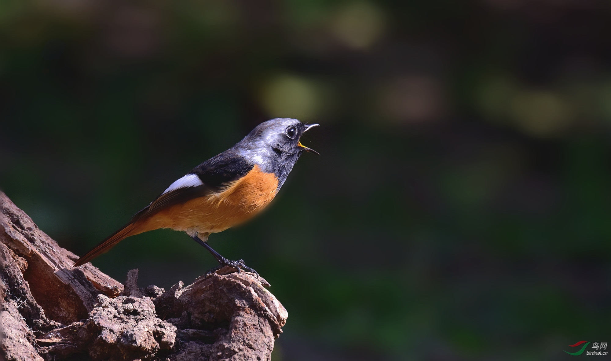 愤怒的北红尾鸲