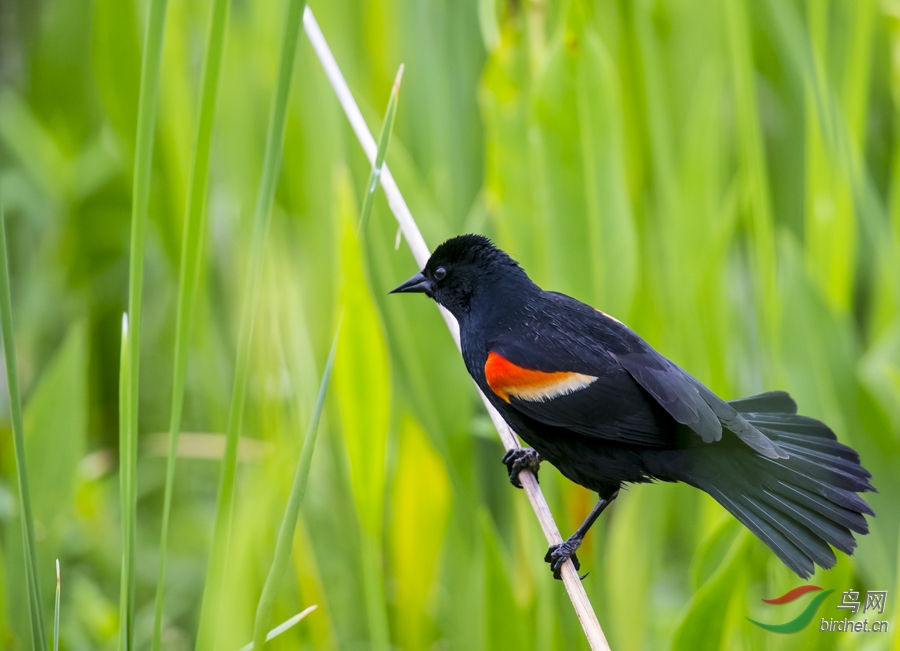 红翅黑鹂redwingedblackbird