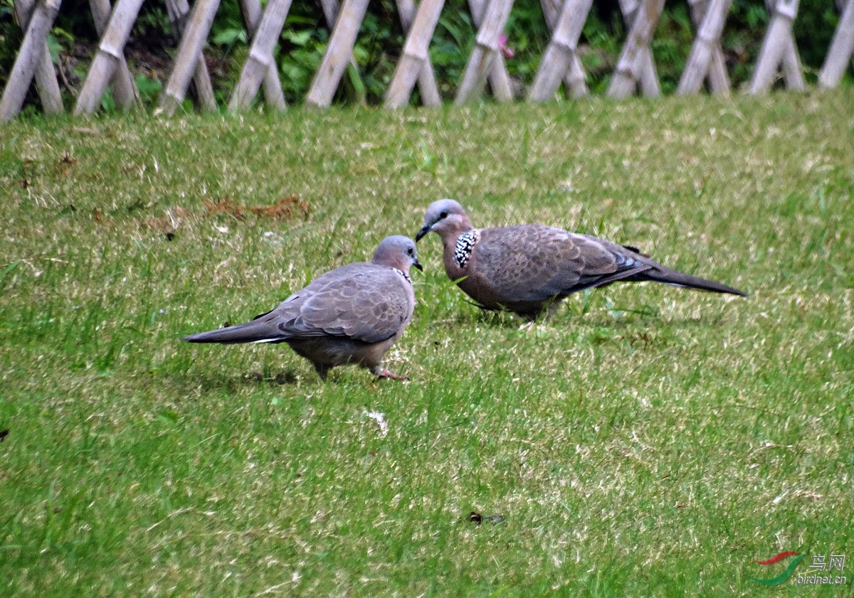 DSC06797 ����.jpg