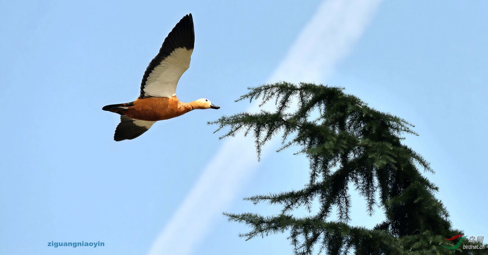 金雁飞翔叱诧蓝天