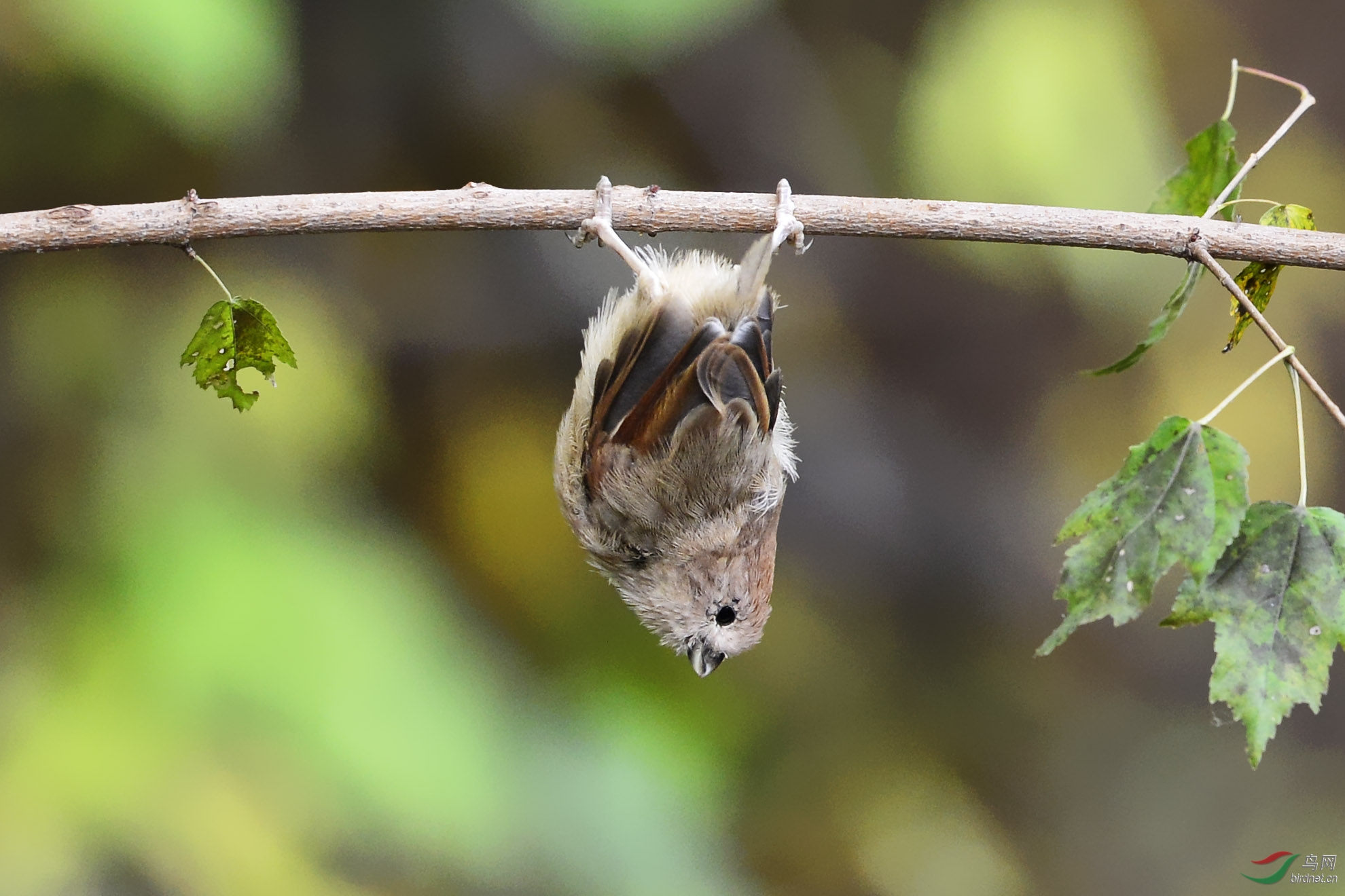 金钩倒挂小棕头 - 辽宁版 liaoning 鸟网