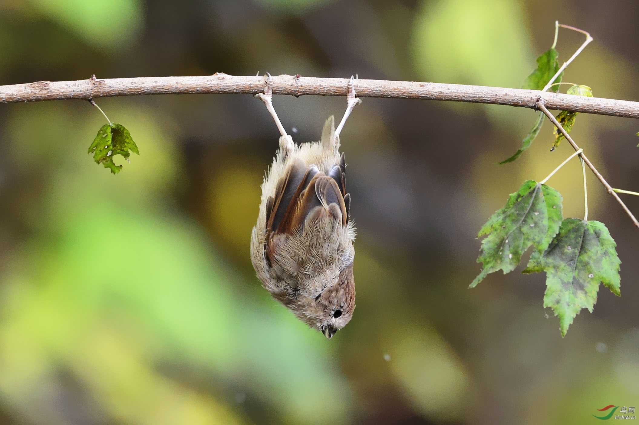 金钩倒挂小棕头 - 辽宁版 liaoning 鸟网