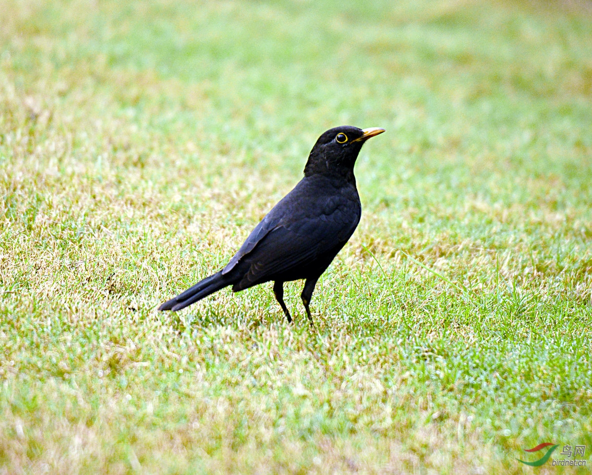 貌似八哥的乌鸫