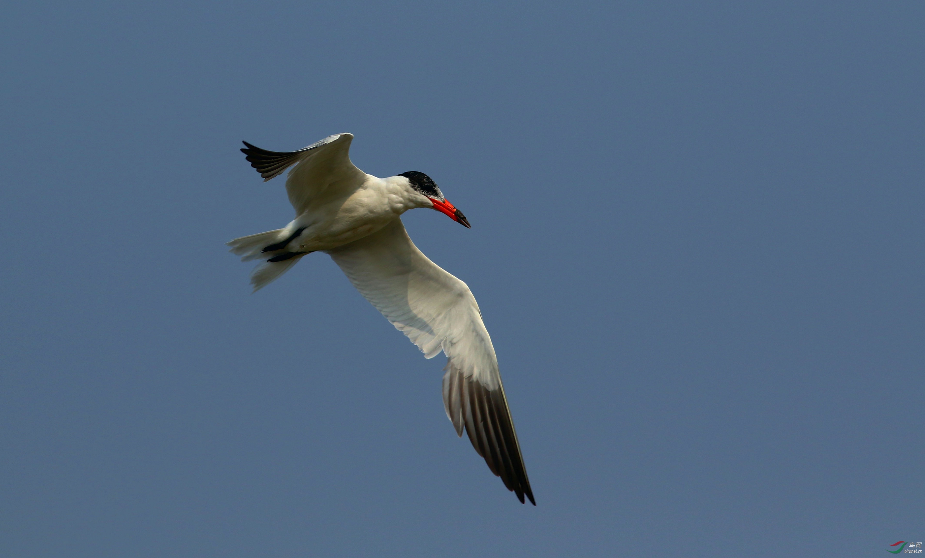 红嘴巨鸥