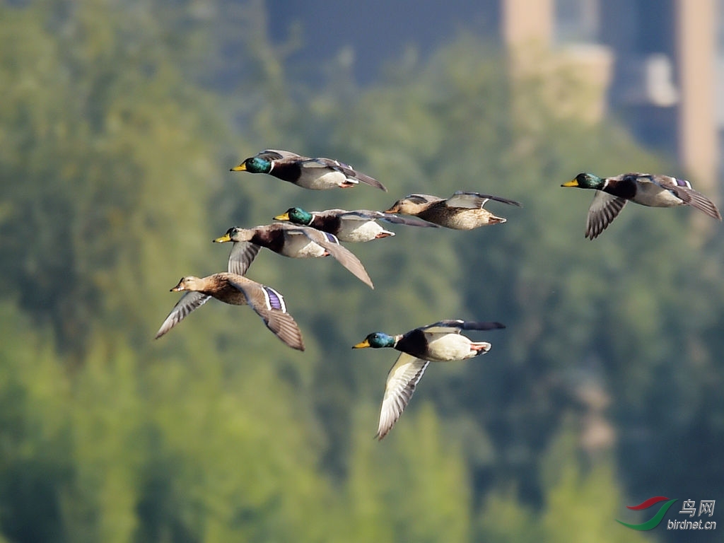 周末快乐7只小鸭子