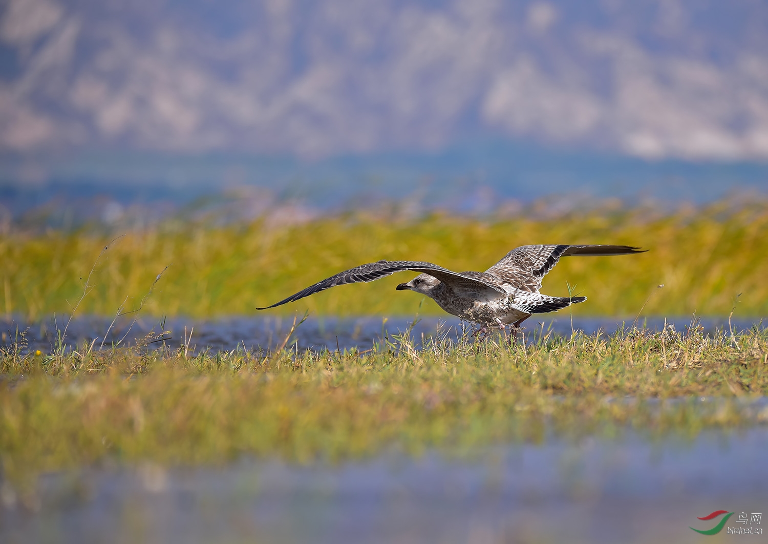 蒙古银鸥 - 鸟类文化版 鸟网