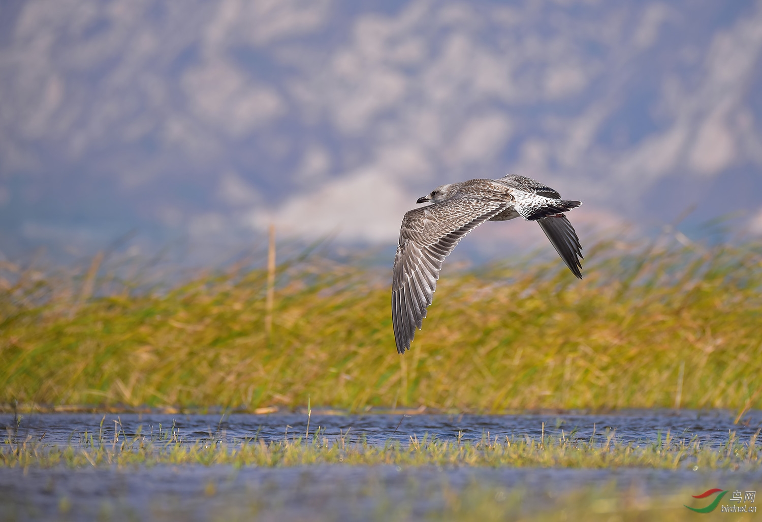 蒙古银鸥 - 鸟类文化版 鸟网