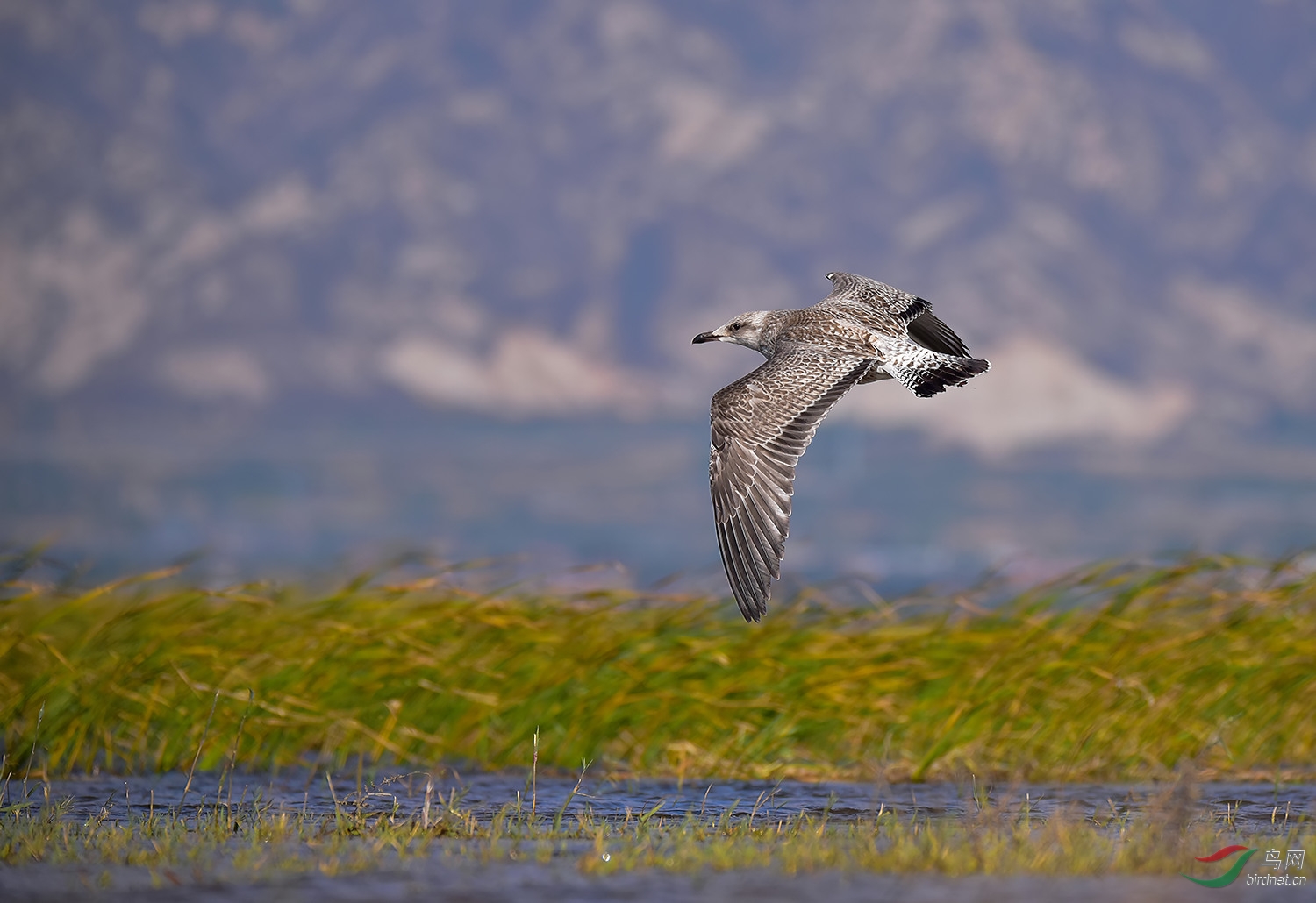 蒙古银鸥 - 鸟类文化版 鸟网