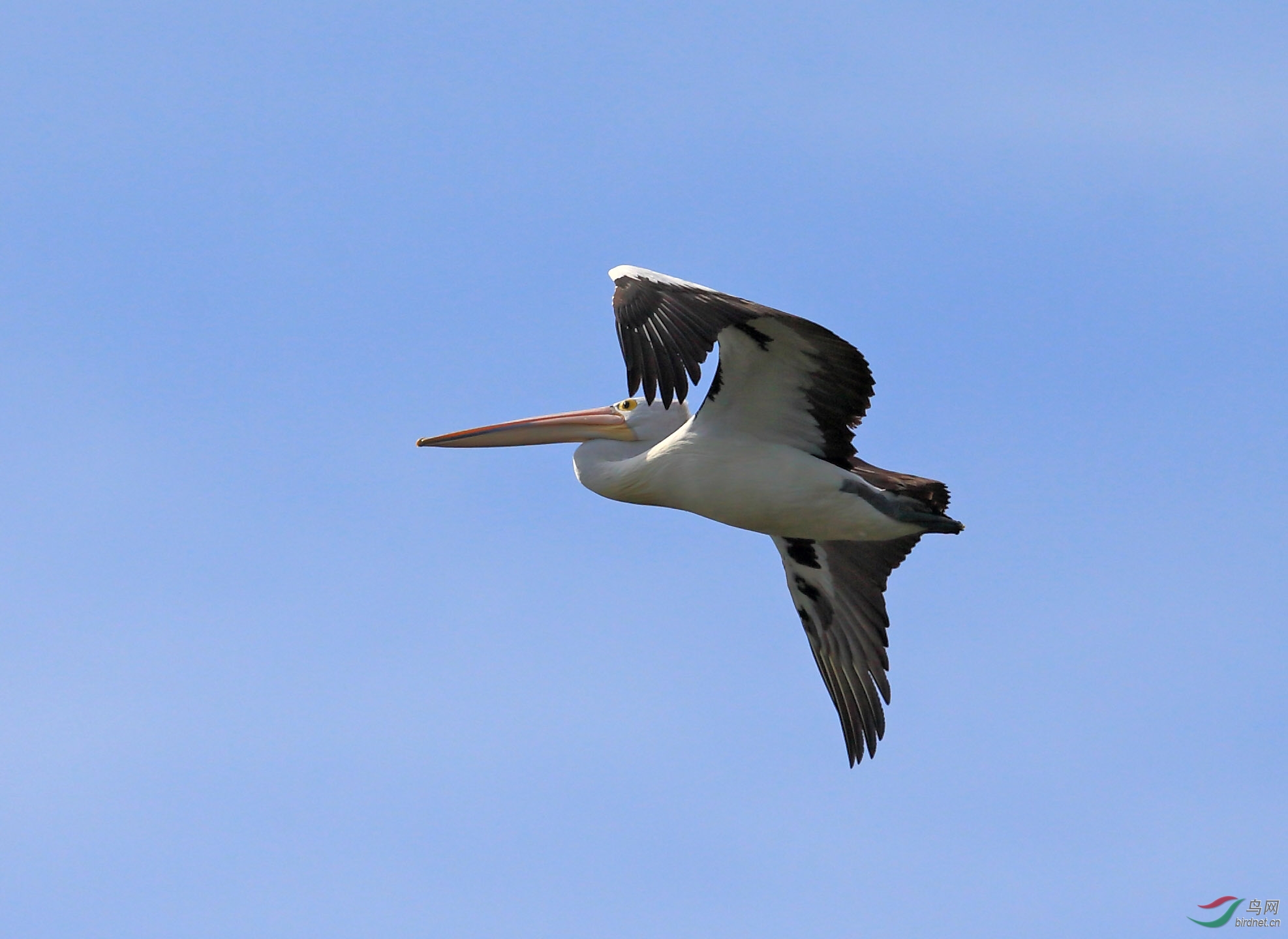 黑背鹈鹕在飞翔