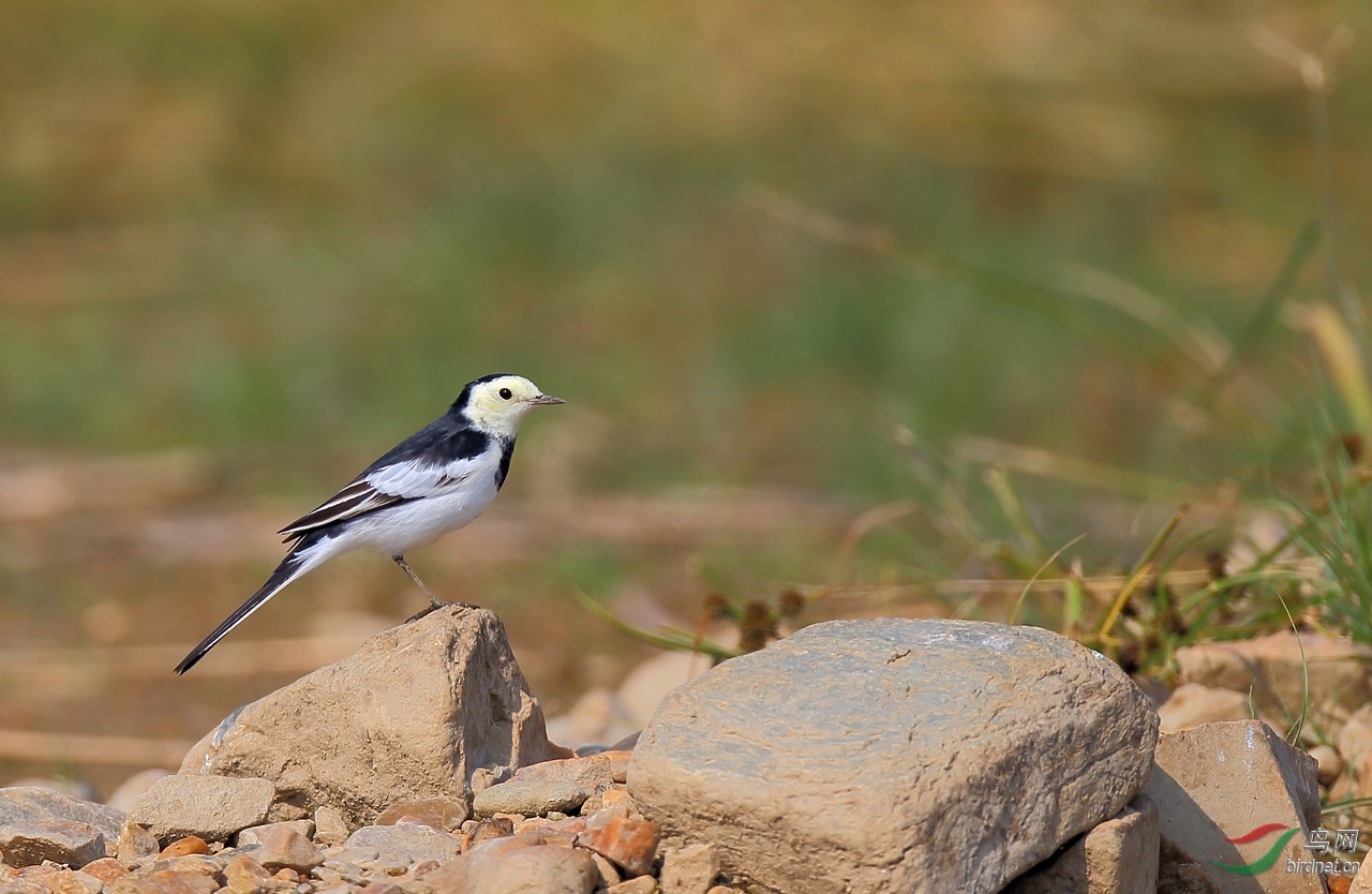 独行侠坚强的白鹡 