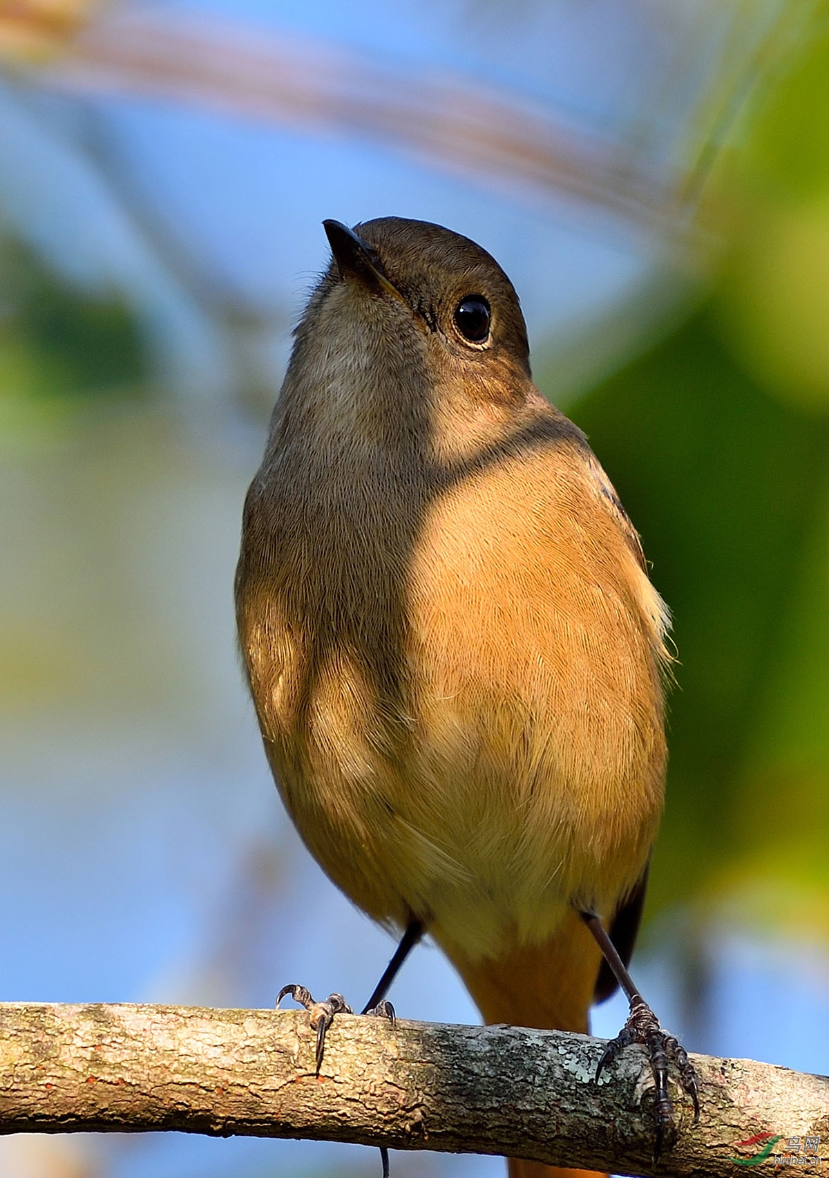 尼康200-500再拍北红