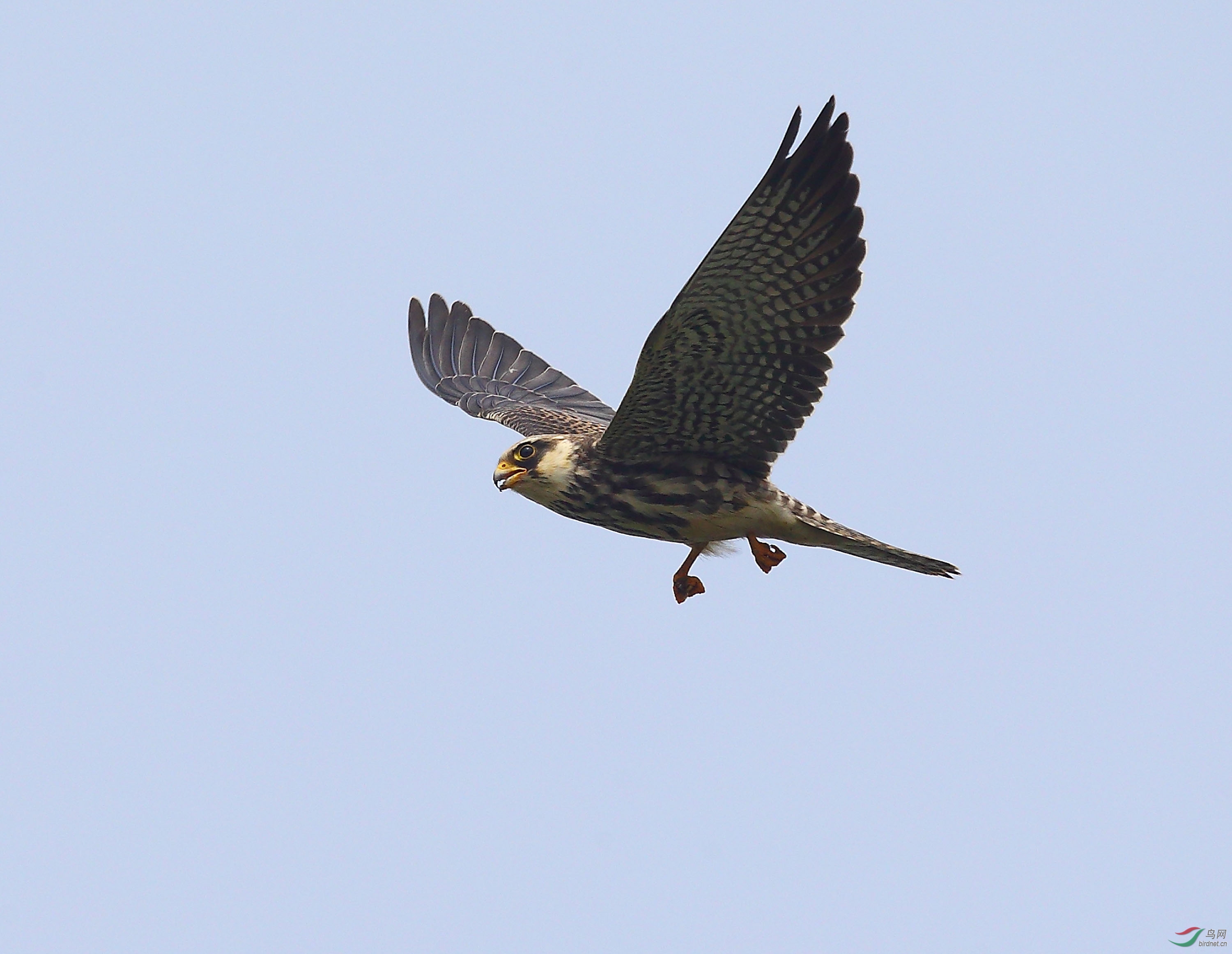 飞翔——阿穆尔隼