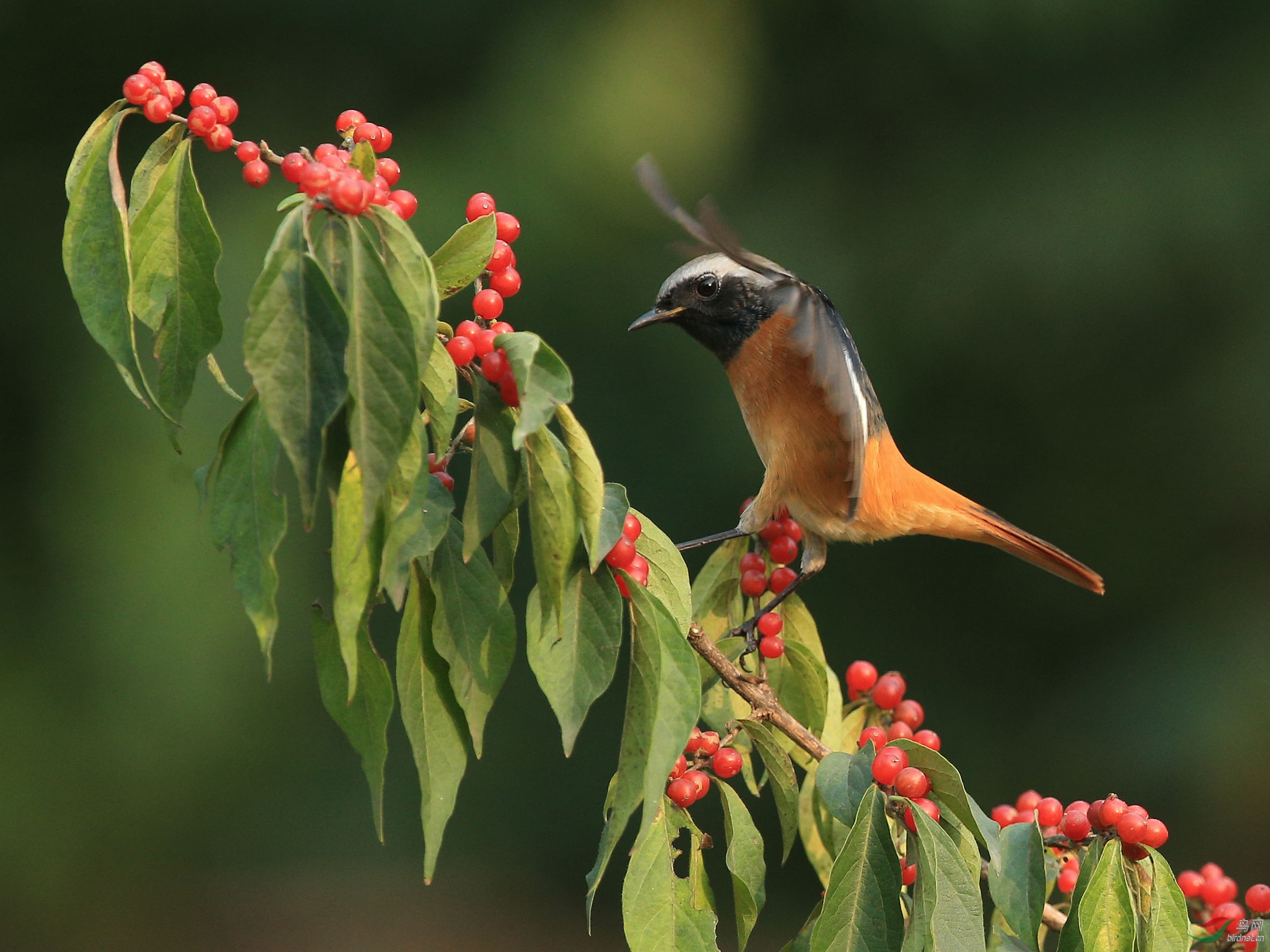 携北红尾鸲雄祝鸟友们周六快乐玉渊潭