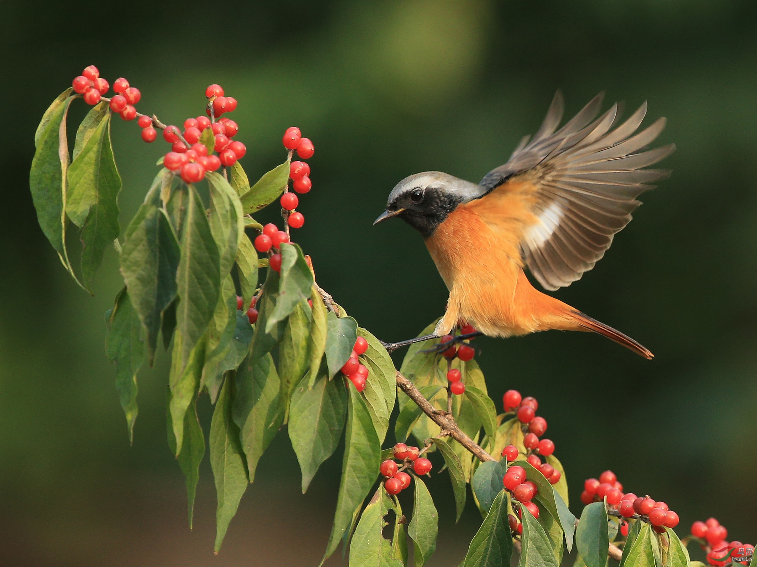 携北红尾鸲雄祝鸟友们周六快乐玉渊潭