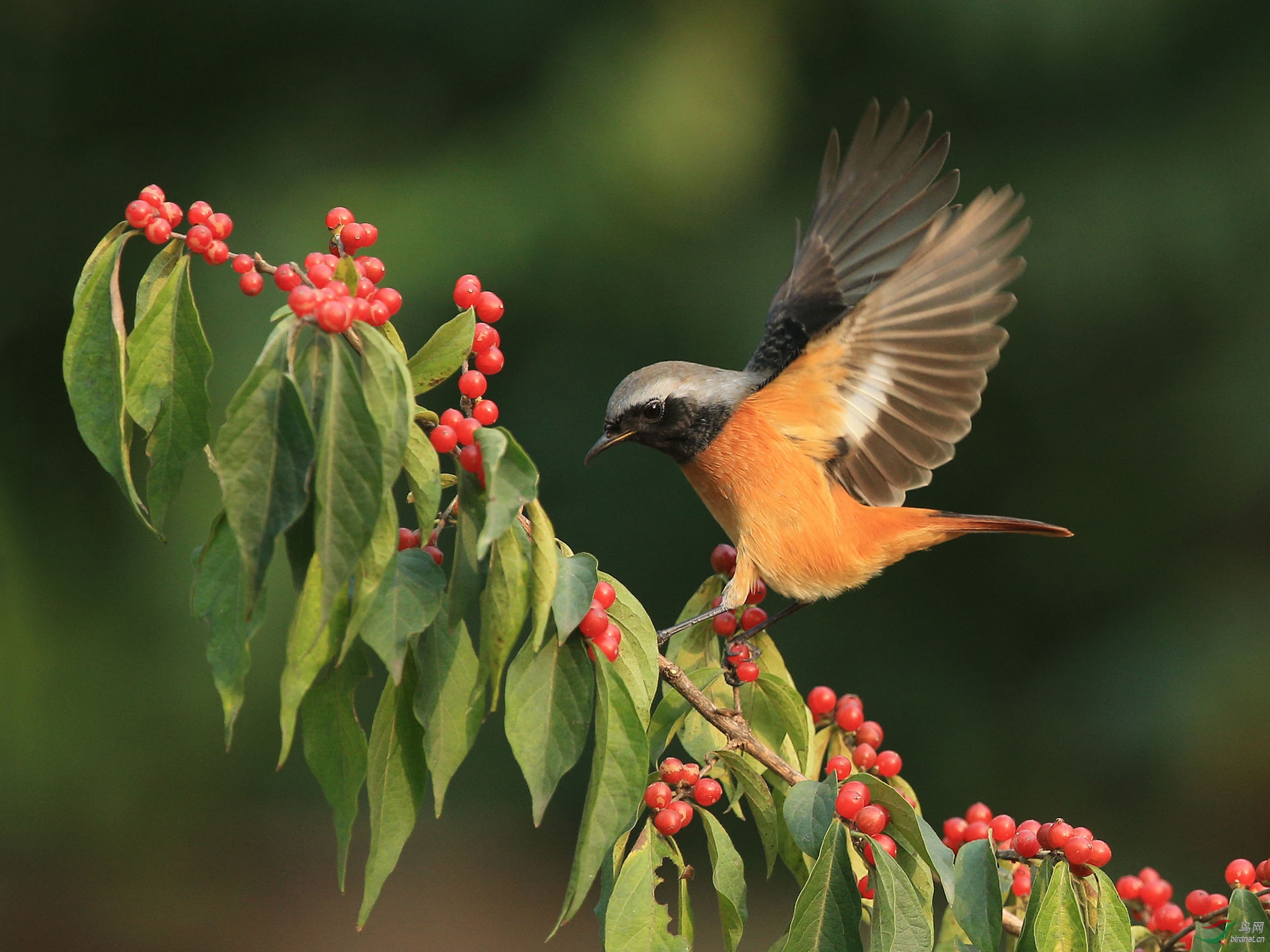 携北红尾鸲雄祝鸟友们周六快乐玉渊潭