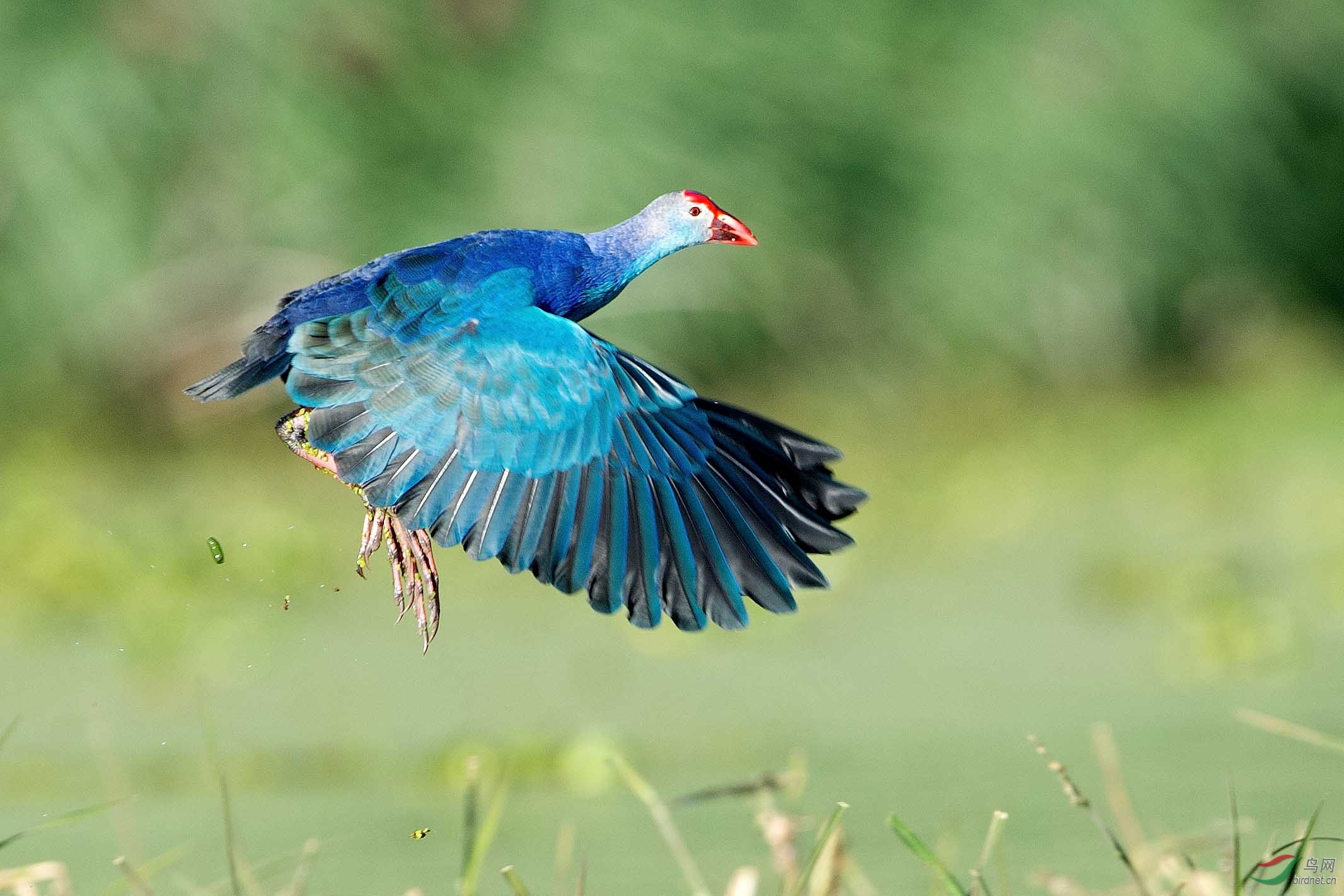 (紫水鸡)报到帖-祝贺云南大理西湖紫水鸡问候各位老师图三荣获首页