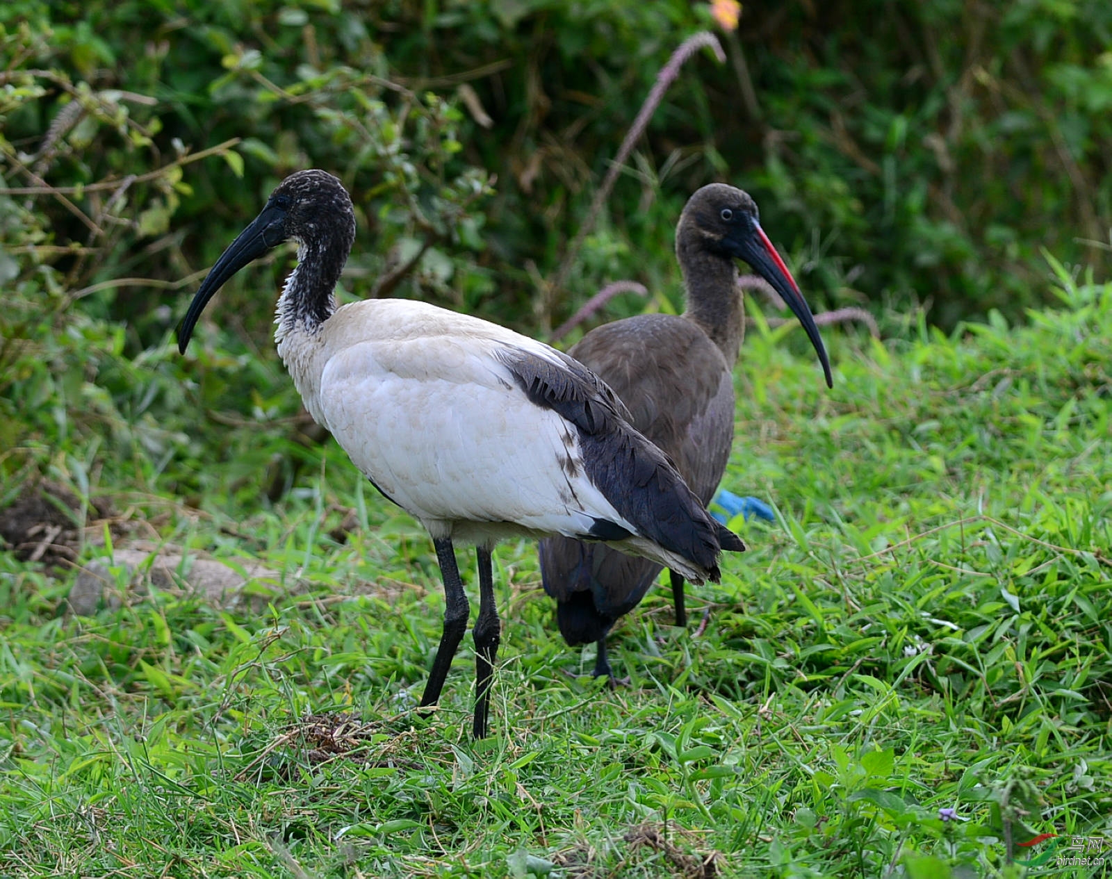 坦桑尼亚掠影--坦桑尼亚的鸟类