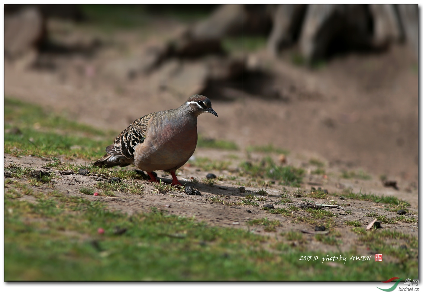一组澳洲铜翅鸠