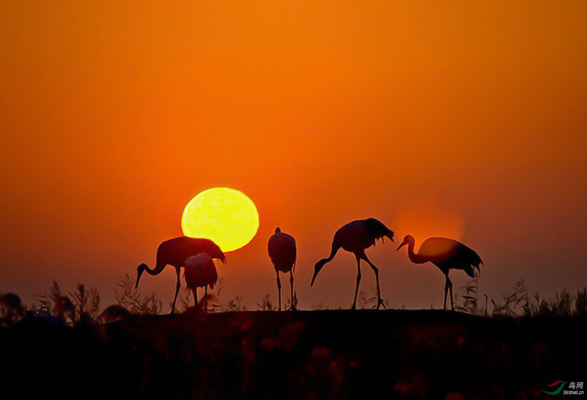 旭日东升照仙鹤