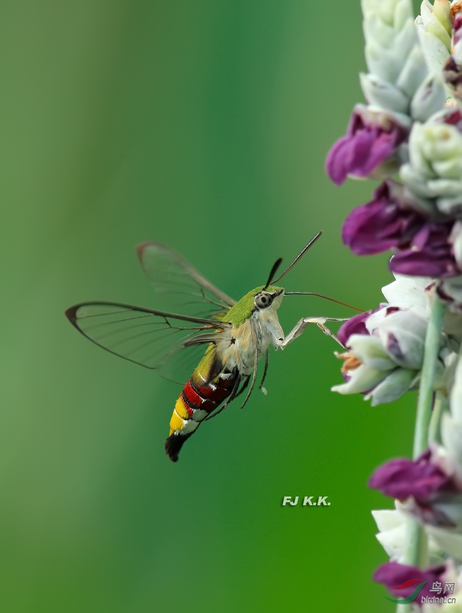 长焦自然光拍摄透翅天蛾