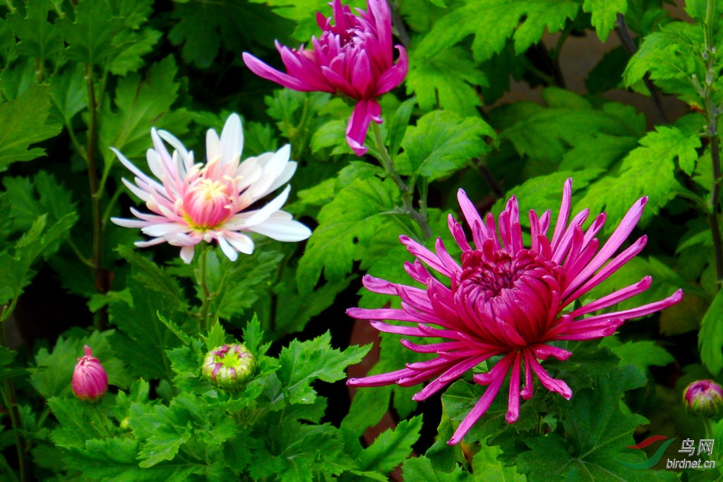 菊- 地理风光版 geography 鸟网