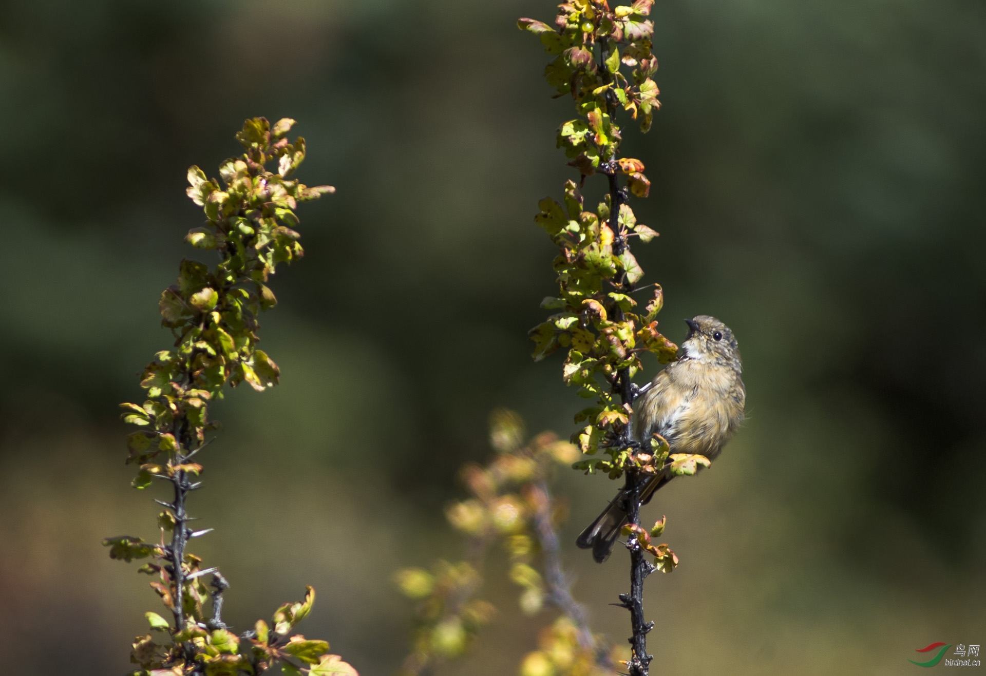川西高原小精灵之九--雀儿在林梢 - 四川版 sichuan 鸟网