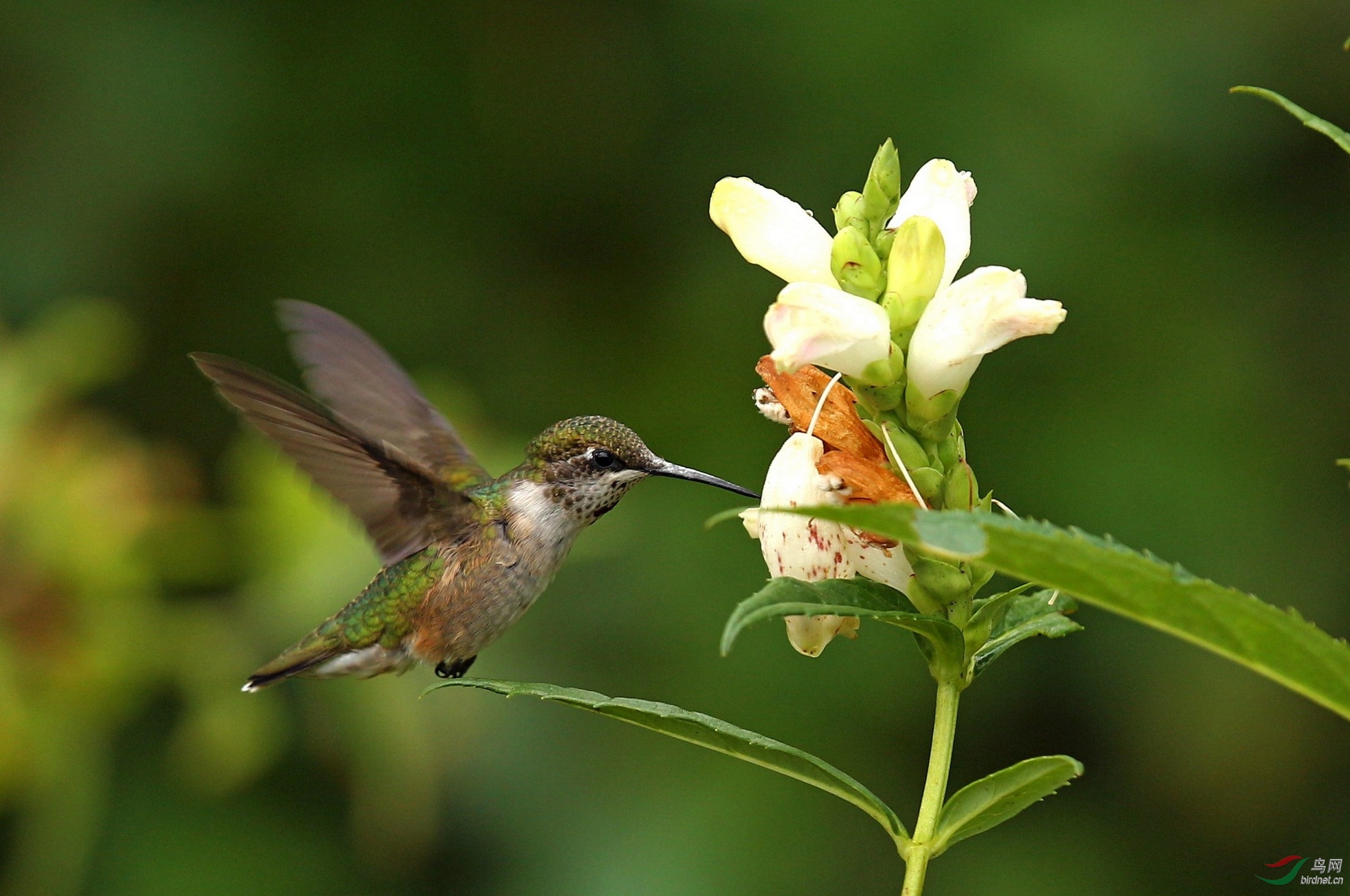 再发北美红喉蜂鸟
