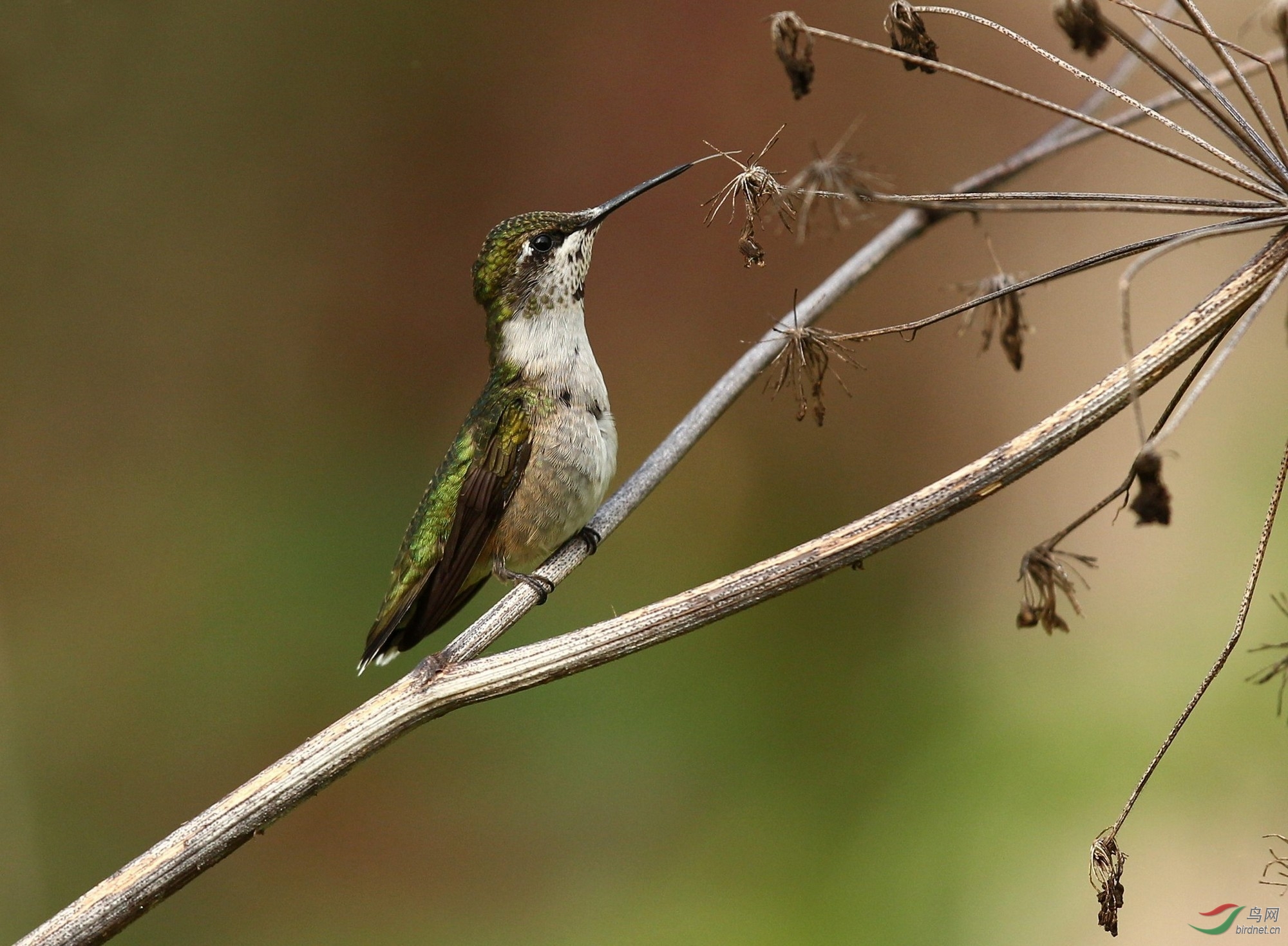 再发北美红喉蜂鸟