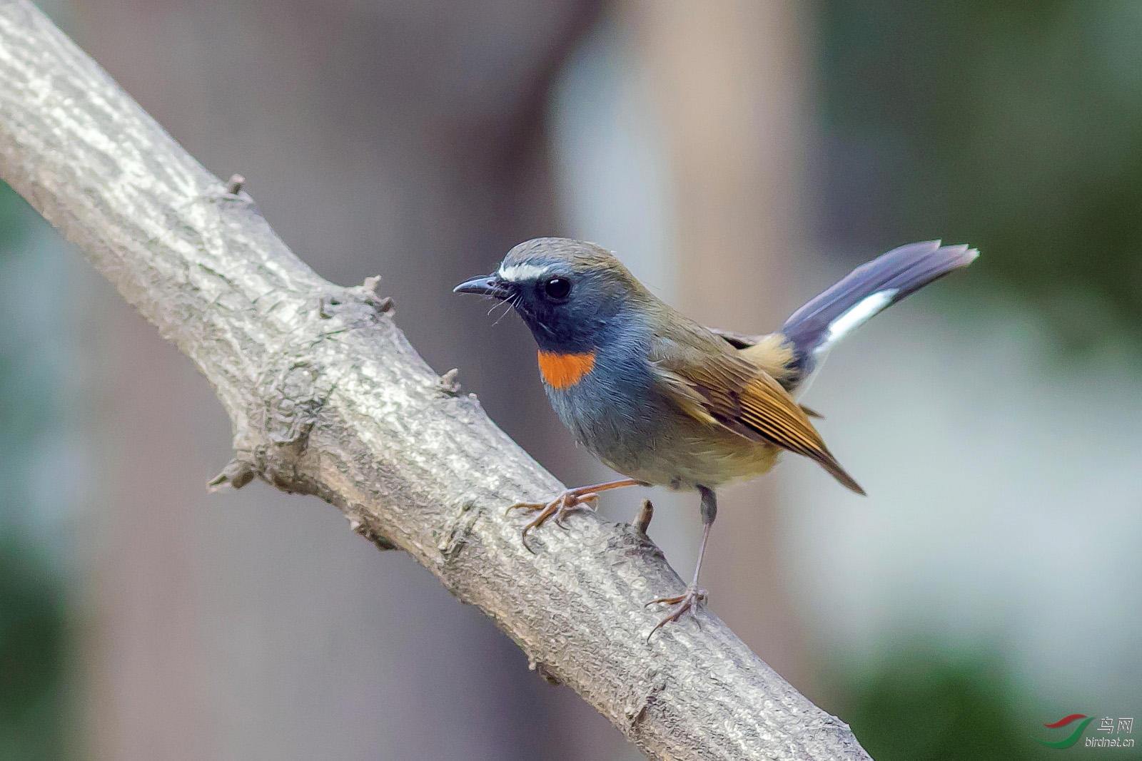 不同自然光下的橙胸姬鹟