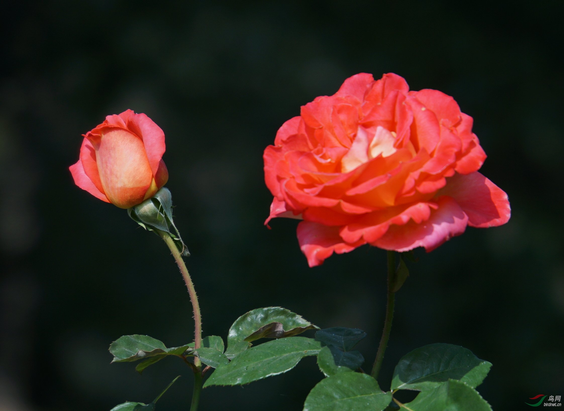 秋天的月季更美