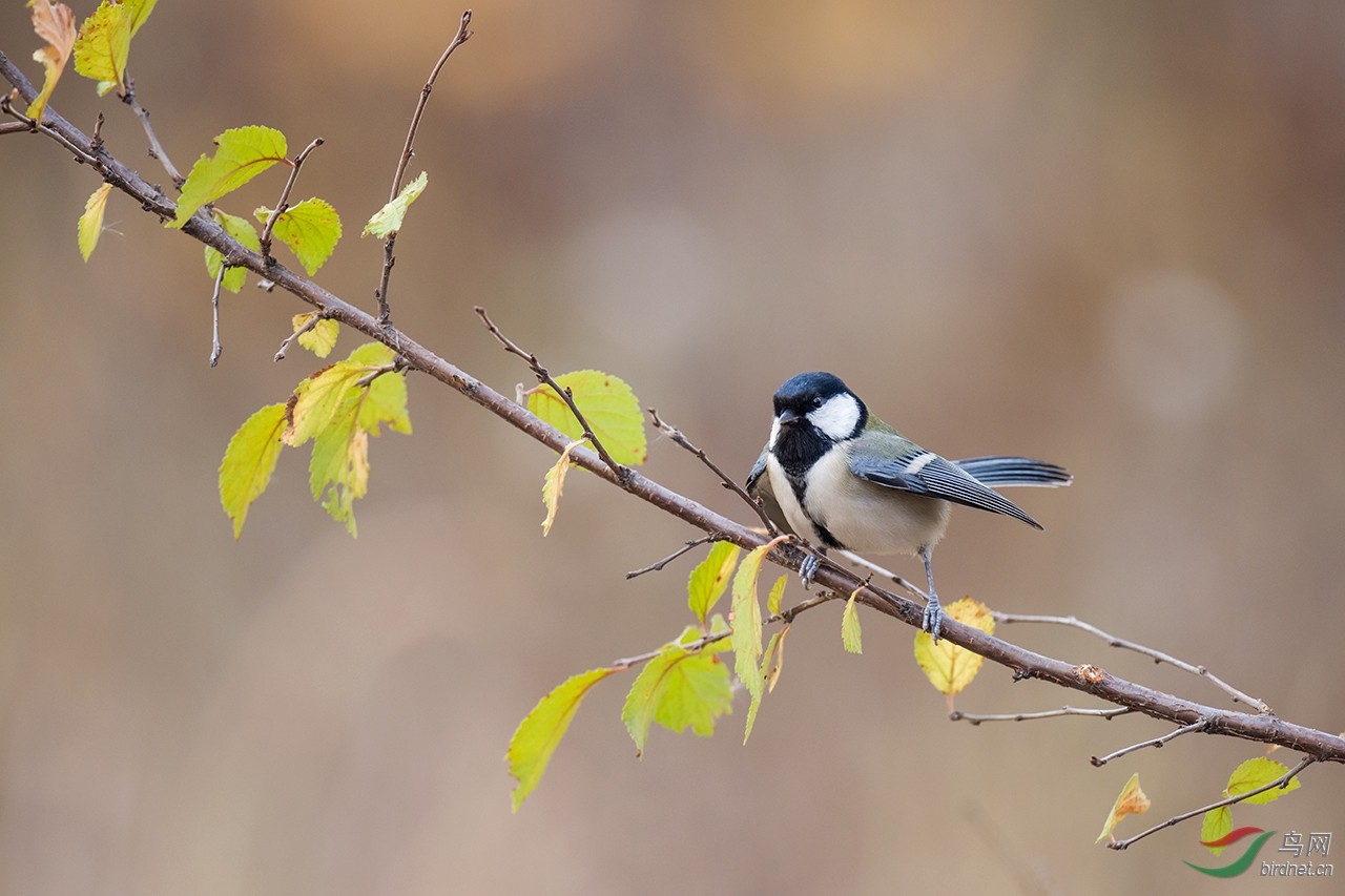 装凶的扁头远东山雀