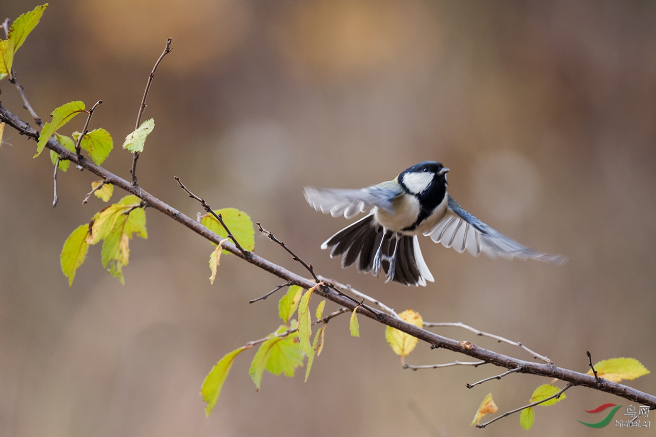 装凶的扁头远东山雀