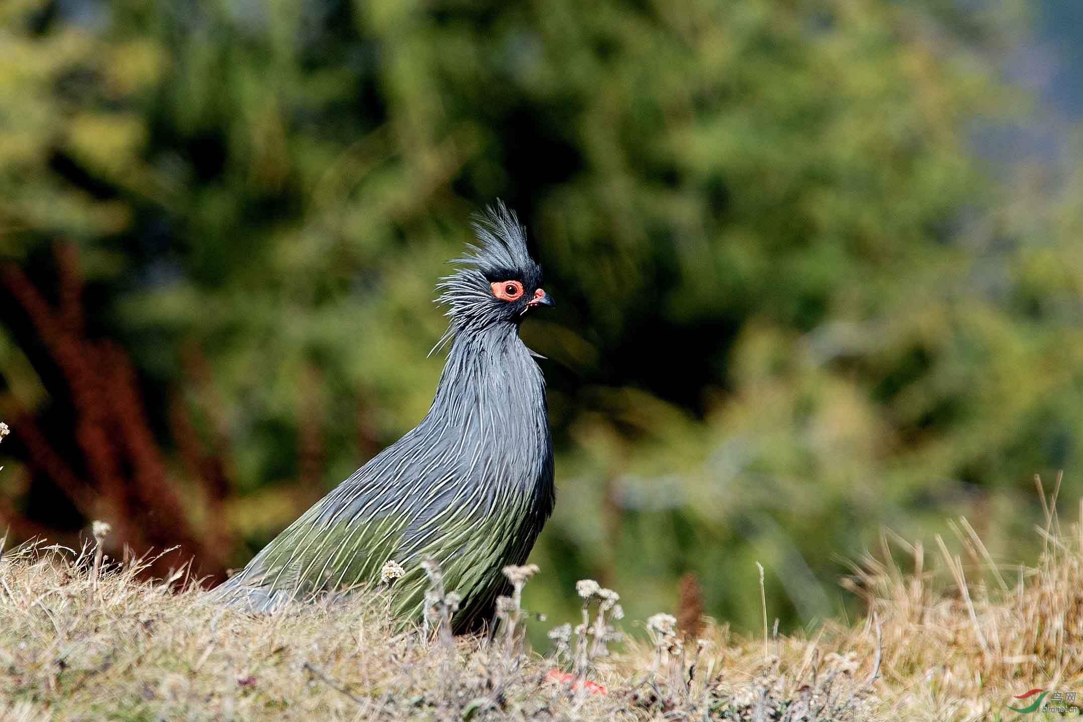 怒发冲冠-----帕姆岭雪雉