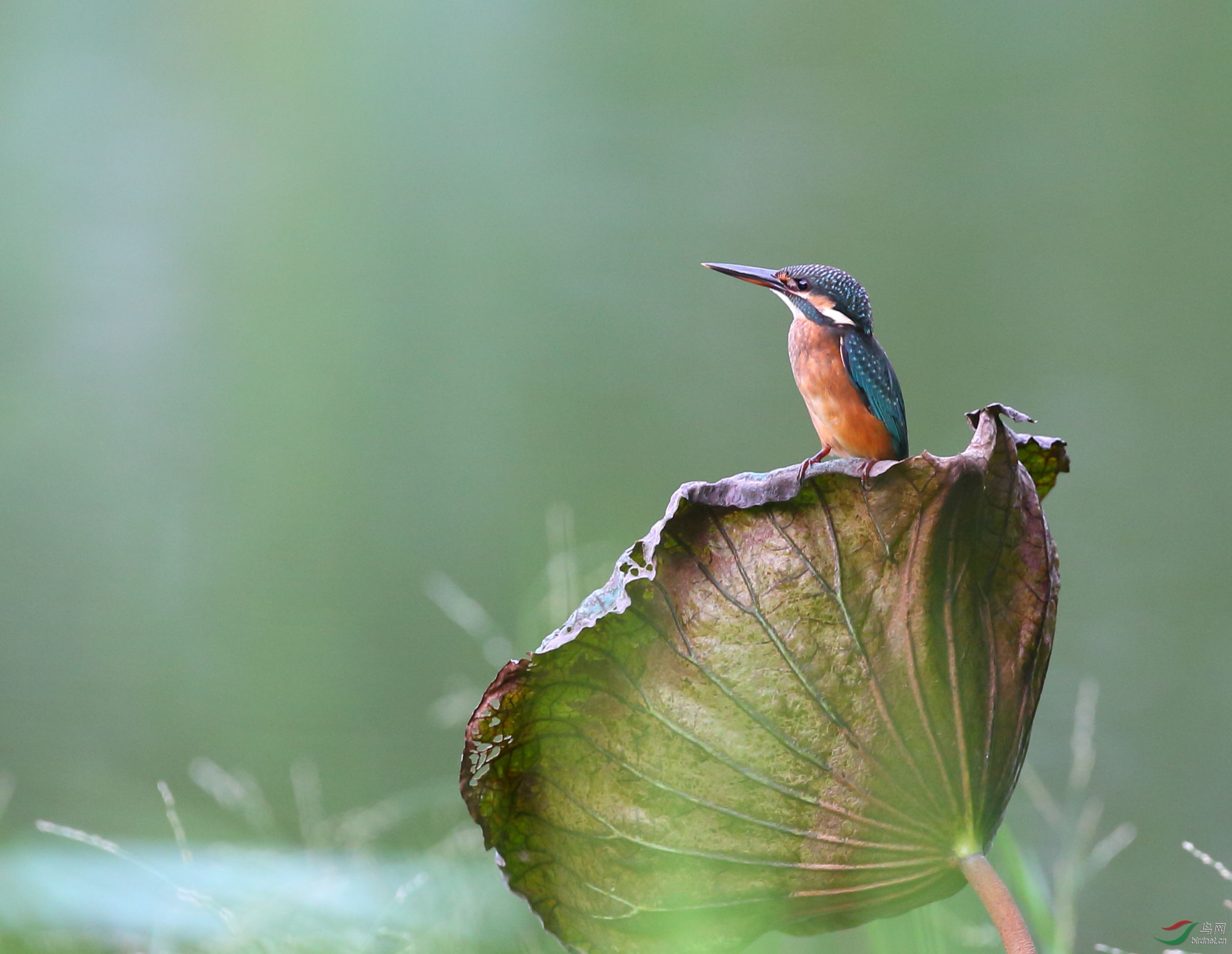 立荷青翠 - 水鸟版鸟网