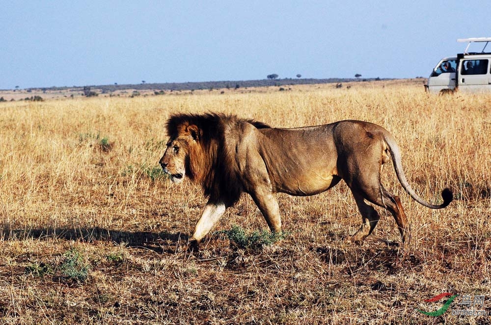 非洲草原五霸二《猛兽》