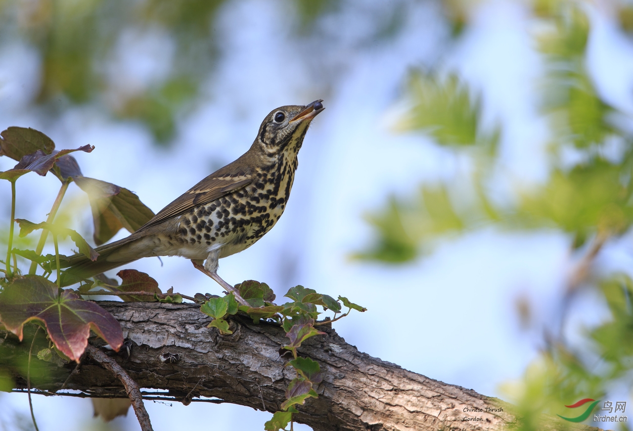 小洋山记录 宝兴歌鸫