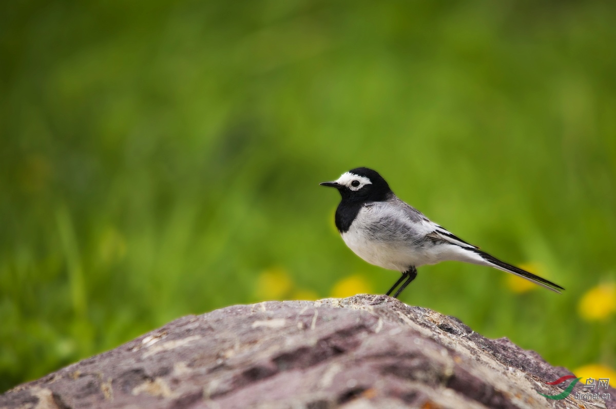 鹡鸰在原,兄弟急难